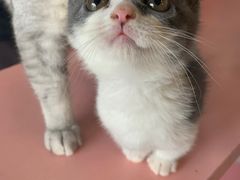 -喵百万·布偶·蓝金金渐层英短·猫舍(百子湾店)