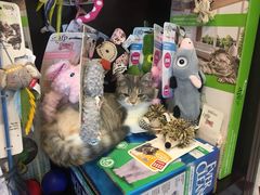 -宠爱国际动物医院·消化内科·心肾内科·ISFM猫友好(望京店)