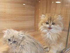-猫十亿·布偶金渐层·曼基康矮脚猫舍(青年路店)