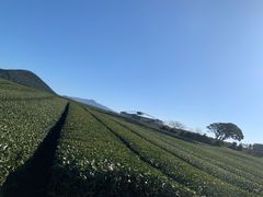 -雪绿茶博物馆