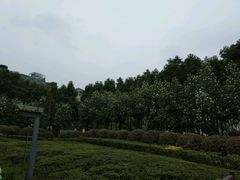 -神仙树公园