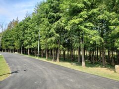 -上海长兴岛郊野公园