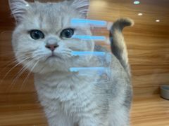 -猫十亿·布偶金渐层·曼基康矮脚猫舍(青年路店)