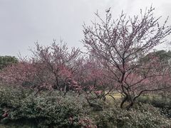-贡湖湾湿地公园