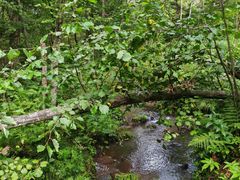 -五营红松林海景区