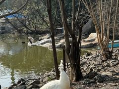 -合肥野生动物园