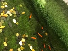 -虾小龙老长沙龙虾馆(坡子街店)