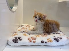 -小猫来了·猫咪专售(红山六九七九店)