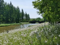 -黄海国家森林公园