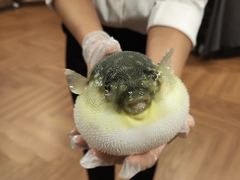 -肆月河豚·新淮扬(金融街店)