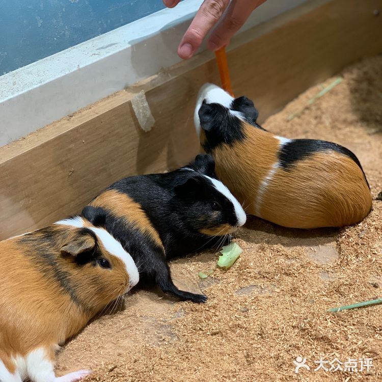 福田萌宠店｜性价比高，周末快来rua它们