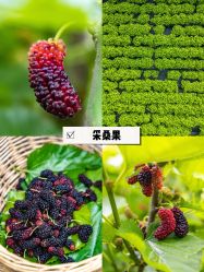 -太湖雪蚕桑文化园