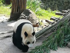 -都江堰中华大熊猫苑