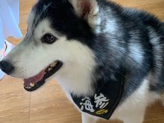 -Husky Go! 哈士奇体验馆·宠物咖啡厅狗咖