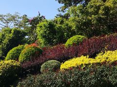 -深圳仙湖植物园