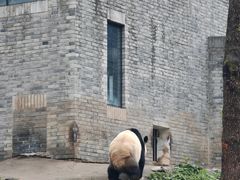 -都江堰中华大熊猫苑