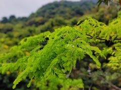 -马峦山郊野公园