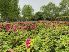 -洛阳市隋唐城遗址植物园