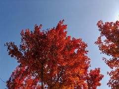 -北京西山国家森林公园