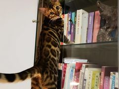 -欣宠猫屋·矮脚拿破仑·蓝金金渐层