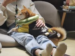-逗柴咖啡屋·狗咖猫咖宠物桌游