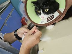 -瑞派动物医院·猫专科·至诚(江南中分院)