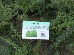 -昆山城市生态森林公园