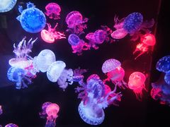 -烟台海昌鲸鲨海洋公园