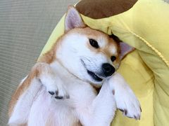 -逗柴咖啡屋·狗咖猫咖宠物桌游