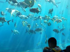 -瑞德姆美人鱼海底演艺主题餐厅(亚龙湾店)