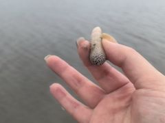 -万尾金滩