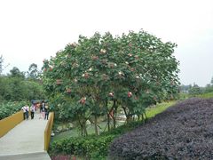 -天府芙蓉园