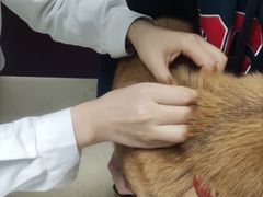 -顺强宠物诊所·狂犬免疫·夜诊·骨科(嘉定店)