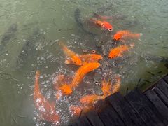 -乌村