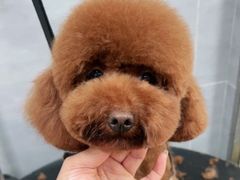 -宠福鑫康馨动物医院·骨科·眼科