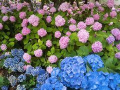 -上海滨江森林公园