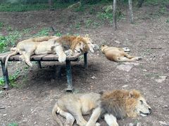 -大连森林动物园