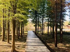 -溱湖国家湿地公园