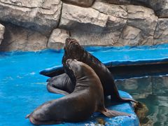 -华夏文旅海洋公园