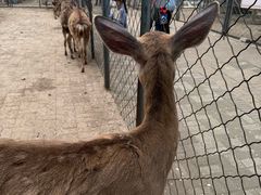 -长白岛森林公园