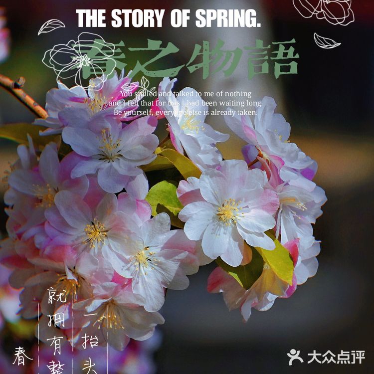 🌸京城赏花攻略|北土城地铁口,让你免费拥抱海棠花海🌷