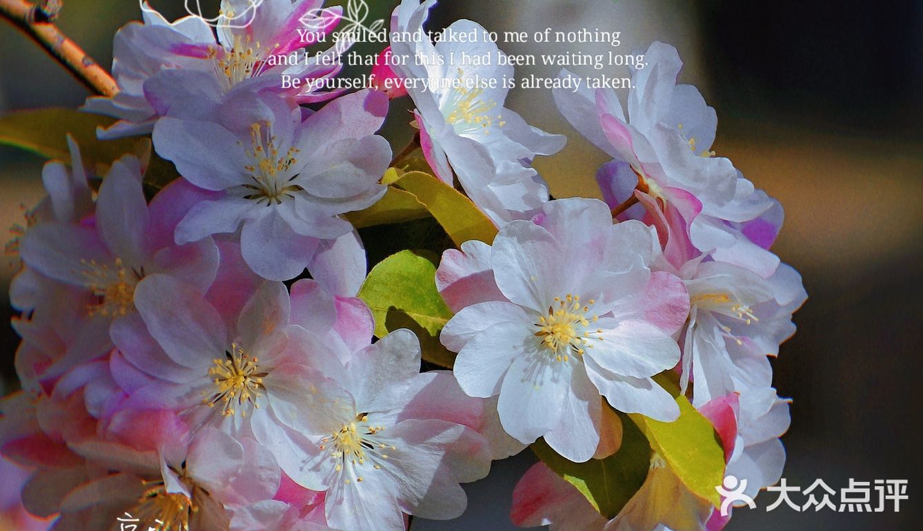 🌸京城赏花攻略|北土城地铁口，让你免费拥抱海棠花海🌷