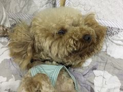 -菲丽丝宠物医院·24小时·猫科中心·免疫点(淮海分院)