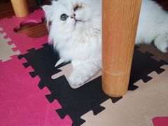-灵美宠物诊所