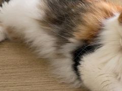 -是阿柴呀！柴犬咖啡·爱喵喵猫咖