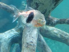 -上海海洋水族馆