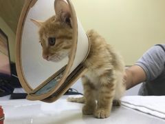 -惠康宠物医院(华能路店)