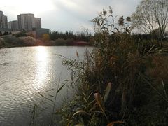 -新江湾城公园