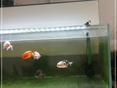 -甜心闲生传统手工冰粉(奎星楼店)
