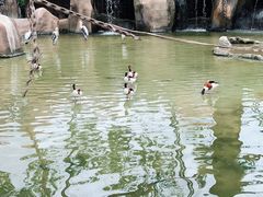 -芽庄珍珠岛游乐园